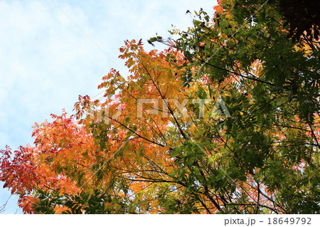 紅葉　（楷樹） 18649792