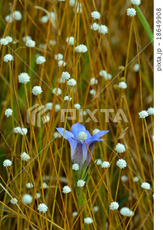 ホソバリンドウ 18649908