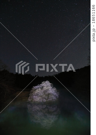 鏡桜 鏡桜 18651166