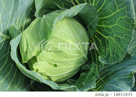 きゃべつ 18651635