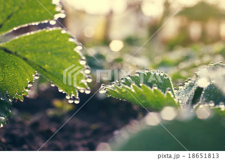 Dewdrops Dewdrops 18651813