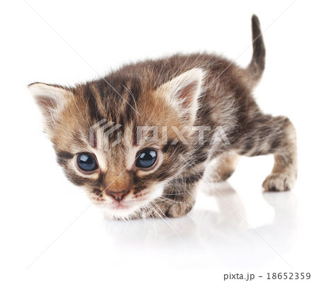 kitten kitten 18652359