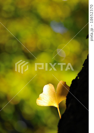 イチョウ黄葉 18652370