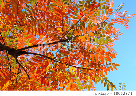 ハゼノキの紅葉 18652371