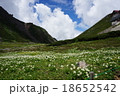 乗鞍山頂畳平のお花畑 18652542