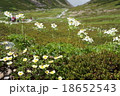 乗鞍山頂畳平のお花畑 18652543