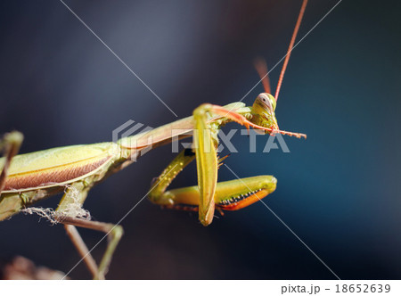 dragonfly 18652639