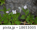 畳平に咲く花 18653005