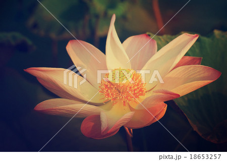 Lotus are blooming. Lotus are blooming. 18653257