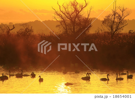 宮城県栗原市　伊豆沼の朝 18654001