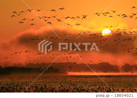 宮城県栗原市 伊豆沼の朝 宮城県栗原市 伊豆沼の朝 18654021