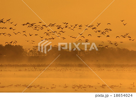 宮城県栗原市 伊豆沼の朝 宮城県栗原市 伊豆沼の朝 18654024