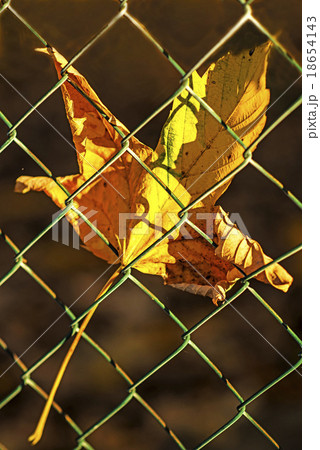 autumnal painted maple leaf behind a fence autumnal painted maple leaf behind a fence 18654143