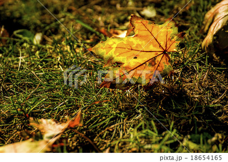 autumnal painted leaves on a meadow autumnal painted leaves on a meadow 18654165