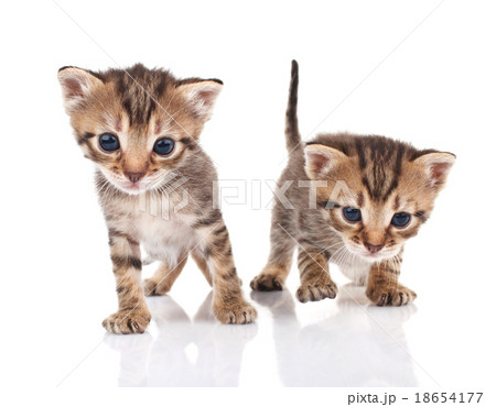 Tabby kittens Tabby kittens 18654177