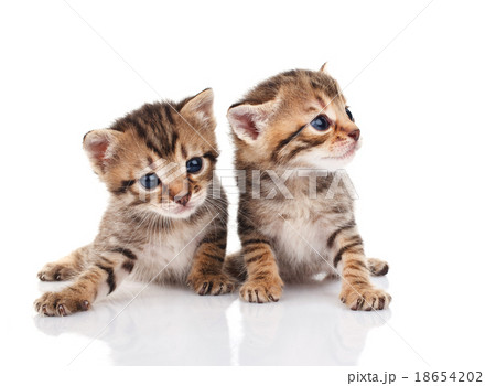 Two tabby kittens 18654202