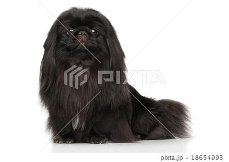 Pekingese on white background 18654993