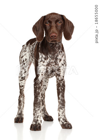 German shorthaired pointer standing 18655000