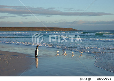 King Penguin on a Beach 18655953