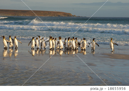 King Penguins in the Surf 18655956
