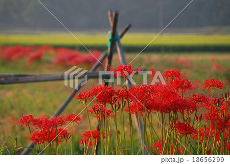 はざ掛け準備 18656299