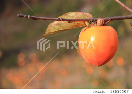 木守り柿 18656507