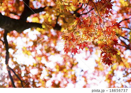 紅葉を見上げる 逆光 透過光 の写真素材