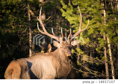 Deer in the wild Deer in the wild 18657107