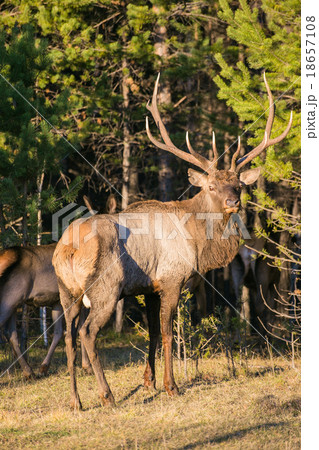 Deer in the wild 18657108