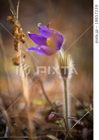 Delicate snowdrops after rain 18657239