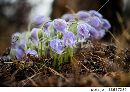 Delicate snowdrops after rain 18657286