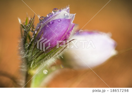 Delicate snowdrops after rain 18657298