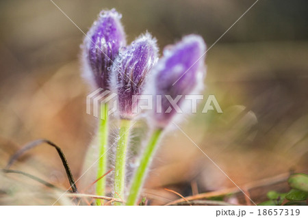 Delicate snowdrops after rain 18657319