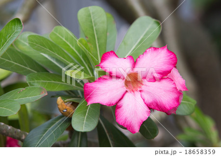 Adenium obesum 18658359