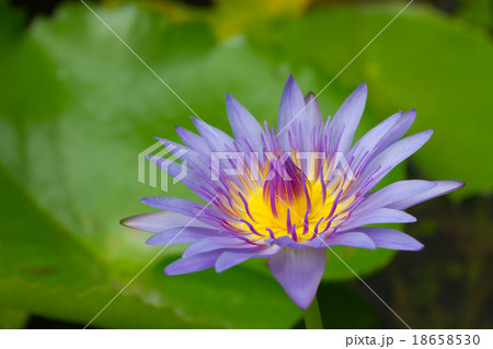 Purple waterlily with yellow center in the pond Purple waterlily with yellow center in the pond 18658530