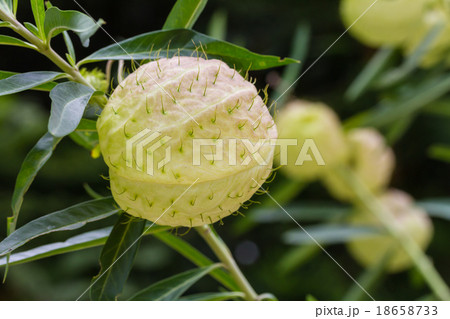 Gomphocarpus physocarpus, balloonplan or swan 18658733