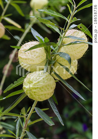 Gomphocarpus physocarpus, balloonplan or swan 18658736