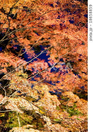 紅葉ライトラップ 18658859