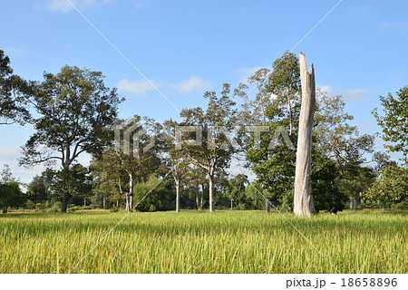 Landscape of paddy rice fields with beautiful sk Landscape of paddy rice fields with beautiful sk 18658896