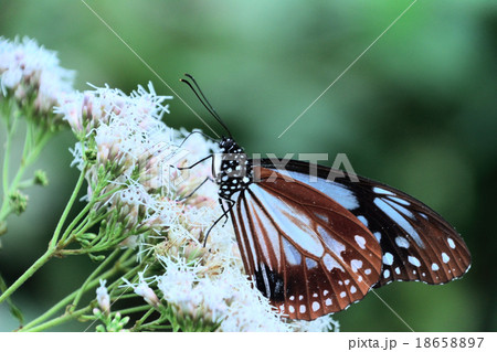 アサギマダラ－渡り蝶 18658897