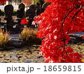 寺の紅葉 18659815