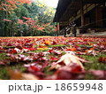 高桐院の紅葉　Autumn leaves in koto-in temple 18659948