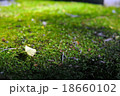 苔とイチョウ 18660102