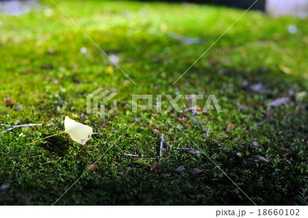 苔とイチョウ 18660102
