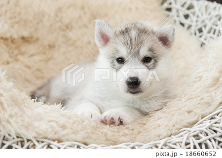 cute siberian husky puppy lying 18660652