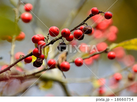 ウメモドキの赤い実 18660754