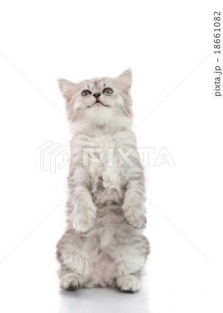 Cuye tabby kitten standing with hind legs 18661082