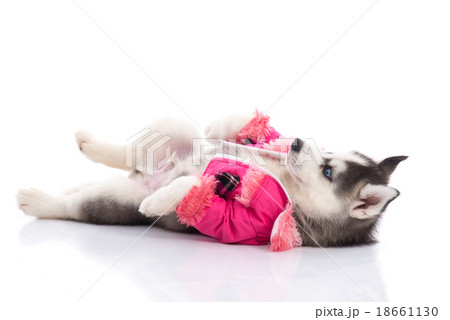 puppy in clothes on a white background puppy in clothes on a white background 18661130