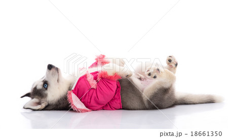 puppy in clothes on a white background puppy in clothes on a white background 18661350