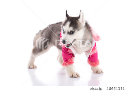puppy in clothes on a white background puppy in clothes on a white background 18661351